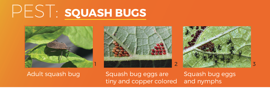 Squash bug header of pest alert