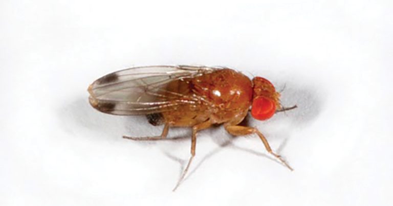 Spotted Wing Drosophila male, full body photo.
