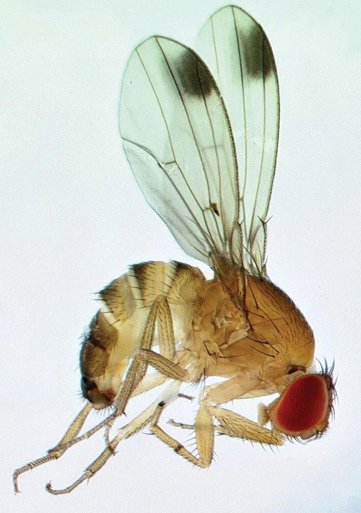 Close-up of male spotted wing drosophila.