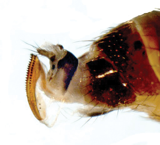 Close-up of female spotted wing drosophila ovipositor.