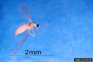 Adult swede midge showing size is 2mm