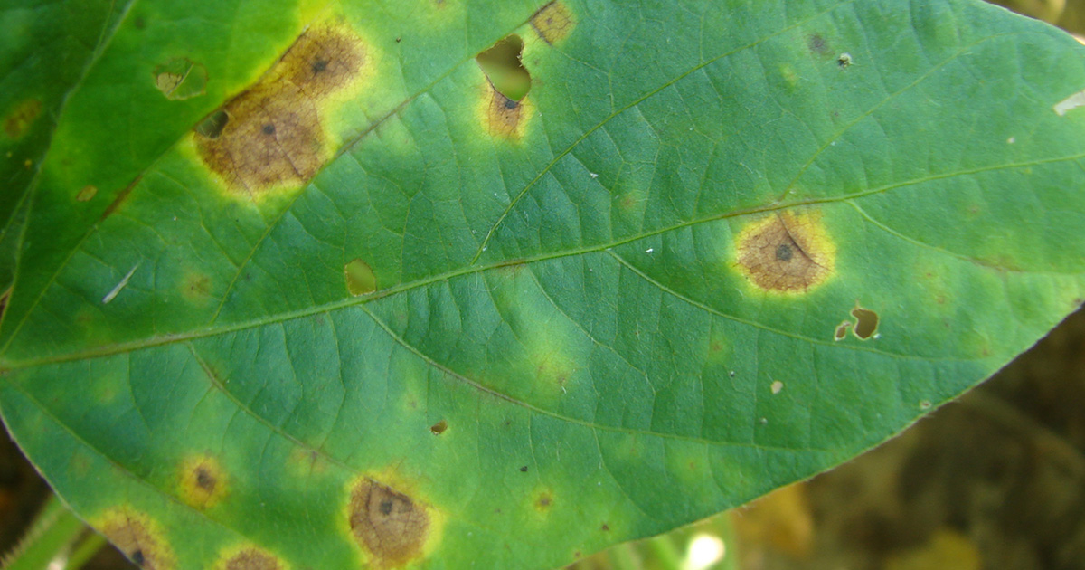 Target spot on soybean leaf. Photo by Tristen Mueller.