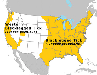 Blacklegged tick range. Western blacklegged tick has been found in Washington, Oregon, California, Utah and Arizona. Blacklegged tick has been found in North Dakota, South Dakota, Nebraska, Kansas, Oklahoma, and Texas and every state that is east of these states.
