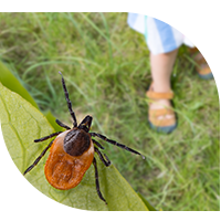 Tick on leaf shown above unsuspecting human outside.