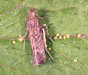 An adult South American tomato leafminer.