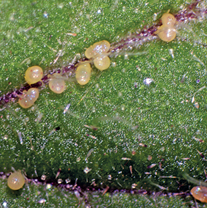 Eggs of the South American Tomato Leafminer on a leaf vein.