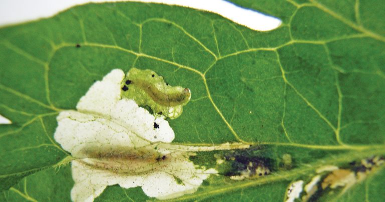 South American tomato leafminer larva feeding on leaf.