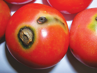 A tomato fruit damaged by apical feeding of South American tomato leafminer larvae.