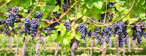 Grape vine with purple grape clusters. 