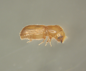 Tiny, yellowish-brown walnut twig beetle, side view.