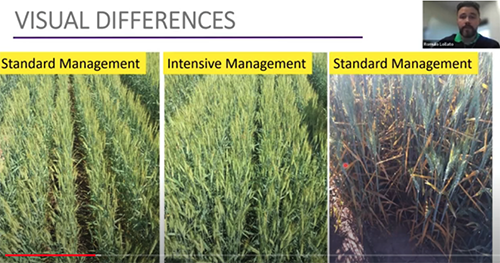Three photos of wheat production showing standard versus intensive management