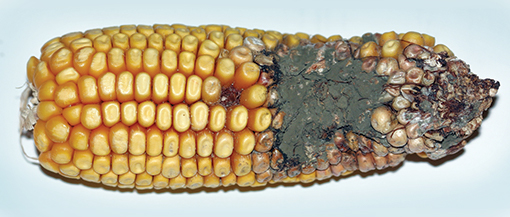 Ear of corn with significant western bean cutworm damage. Kernels are covered in a dark gray ear mold.