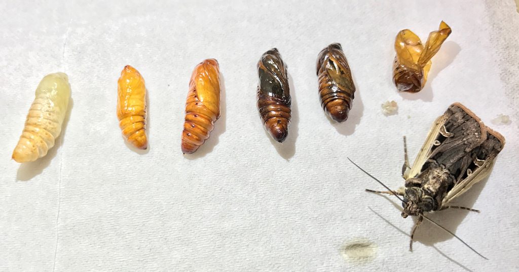 western bean cutworm with stages of maturing cocoons along with an adult moth.