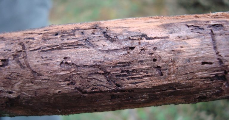 Walnut twig beetle feeding tunnels and emergence holes.