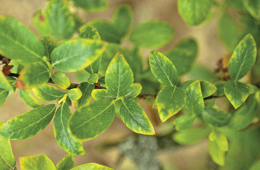 Yellow leaf margins in blueberry scorch virus-infected "Stanley" blueberry.