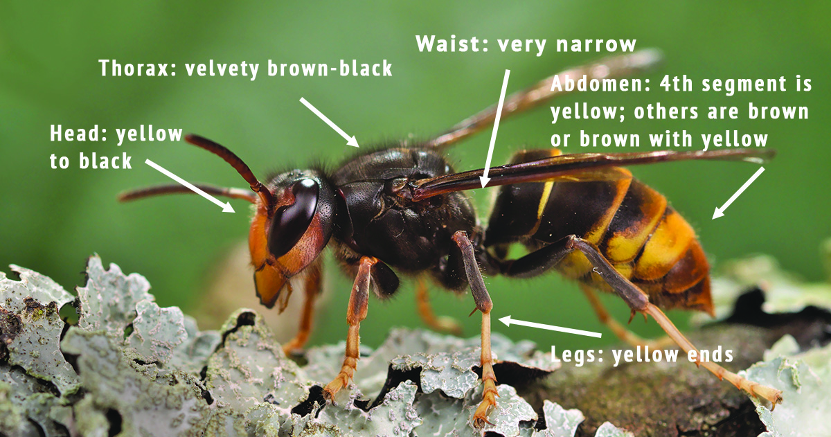 Yellow-legged hornet adult with identification tips