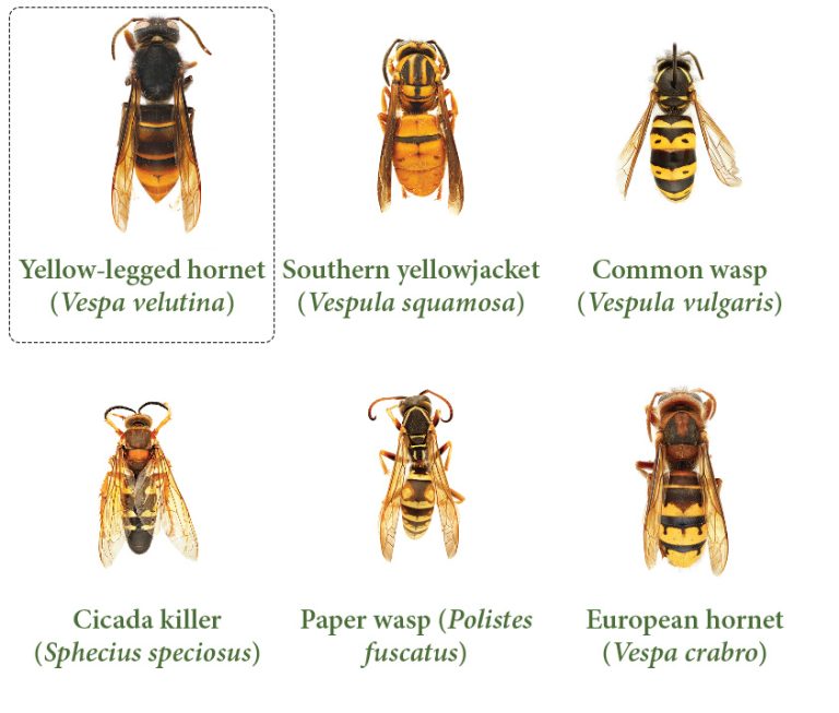 Yellow-Legged Hornet - North Central Integrated Pest Management Center