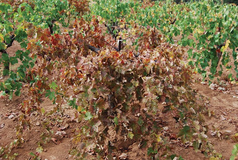 Drying, browning leaves on infected grapevine.